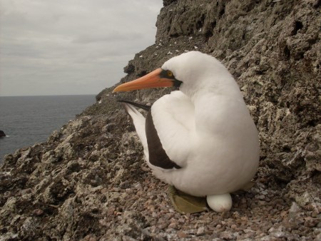 Malpelo